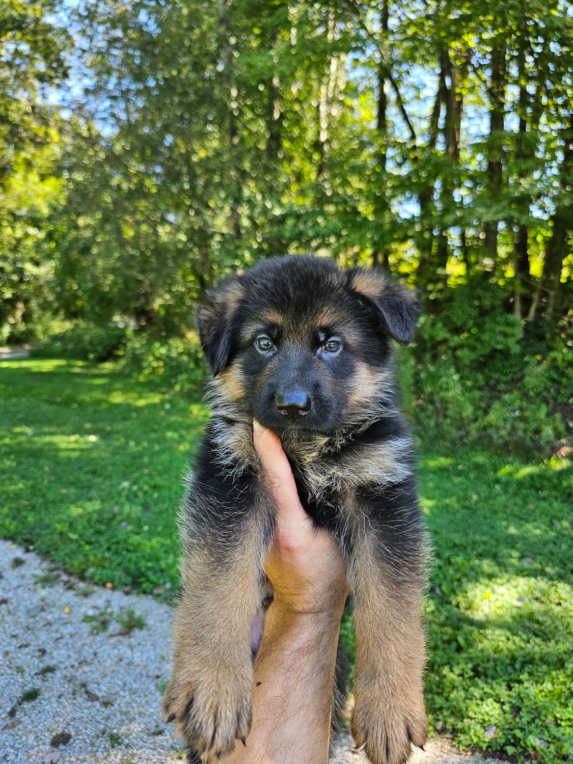 Duke Duke