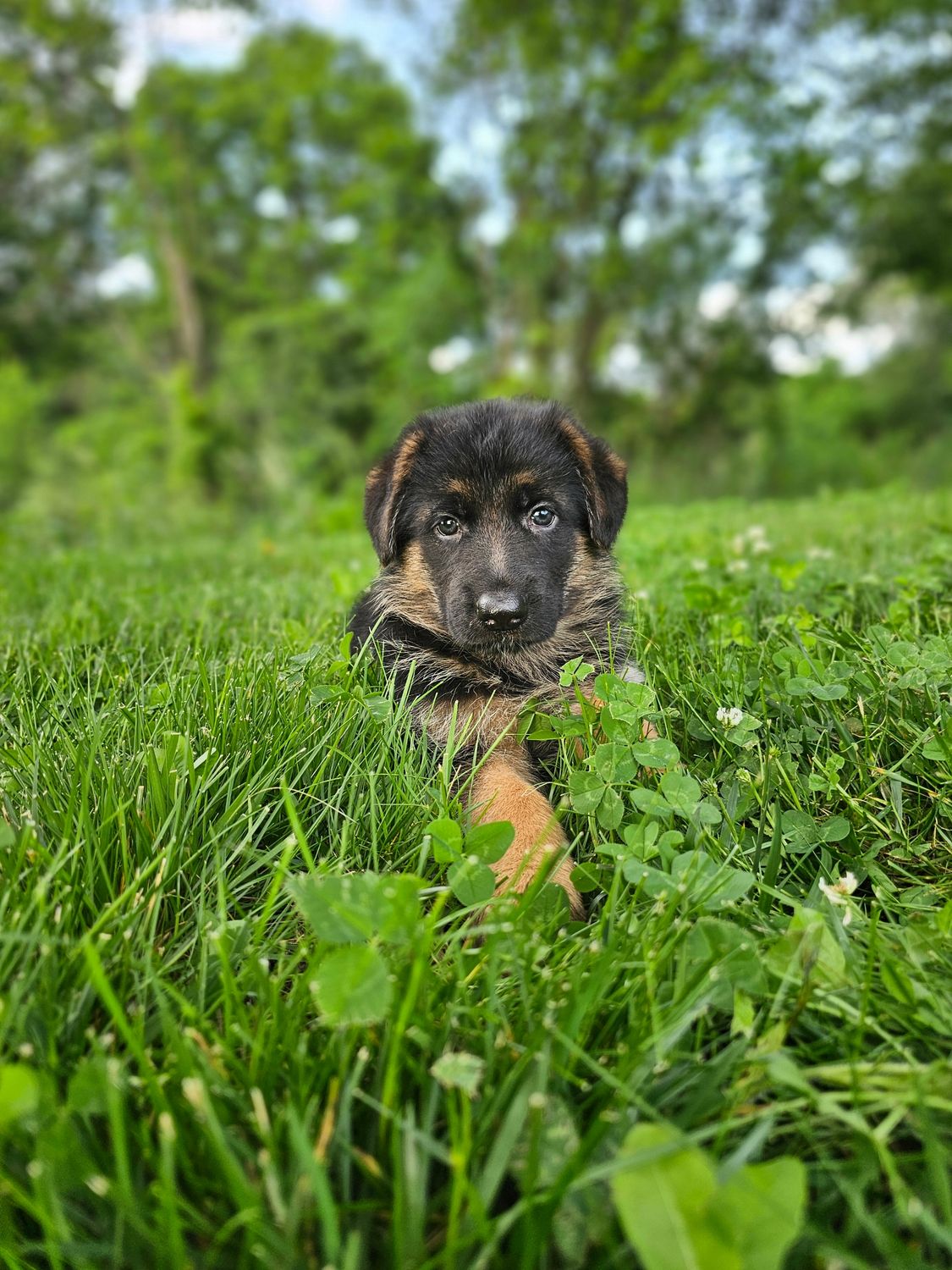 Bella Bella