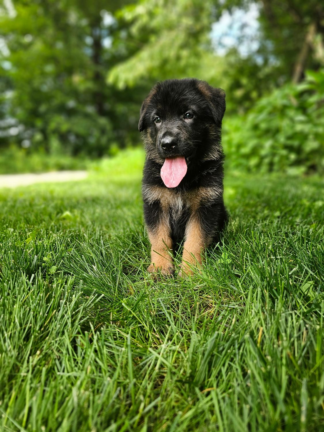 Sparky Sparky
