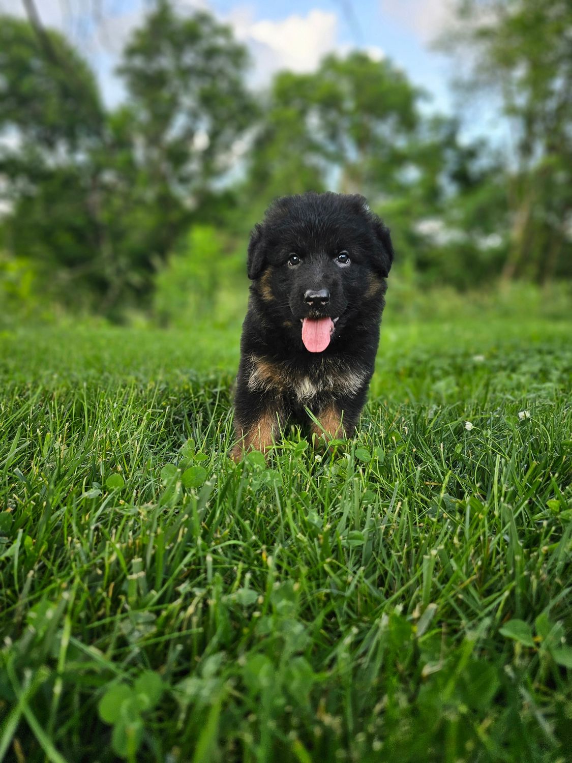 Roxie Roxie