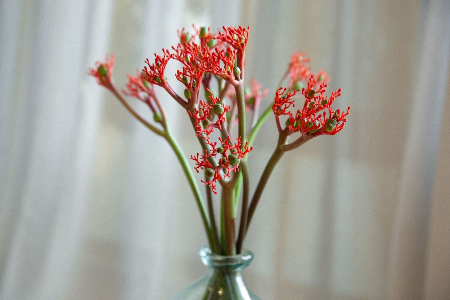 Jatropha
