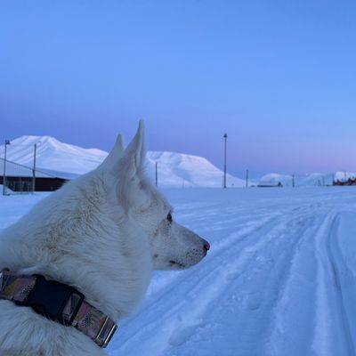City walk with husky