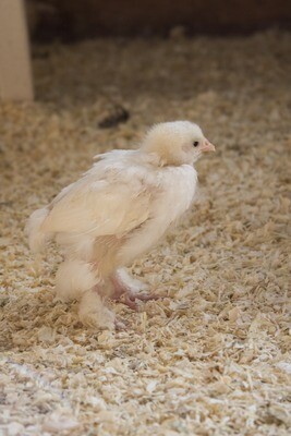 Nearly-Feathered Chicks | 3-6 Weeks Old