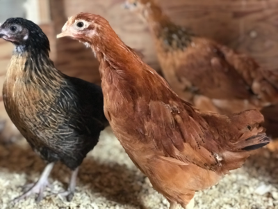 Coop-Ready Chickens | 6-11 Weeks Old
