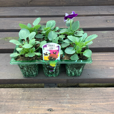 Pansy Mixed - Bedding Pack