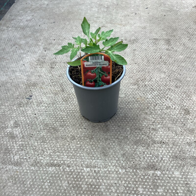 Tomato - Gardeners Delight - Small