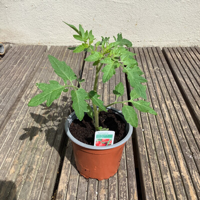 Tomato - Gardeners Delight - Medium