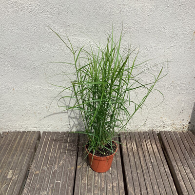 Carex- Small
