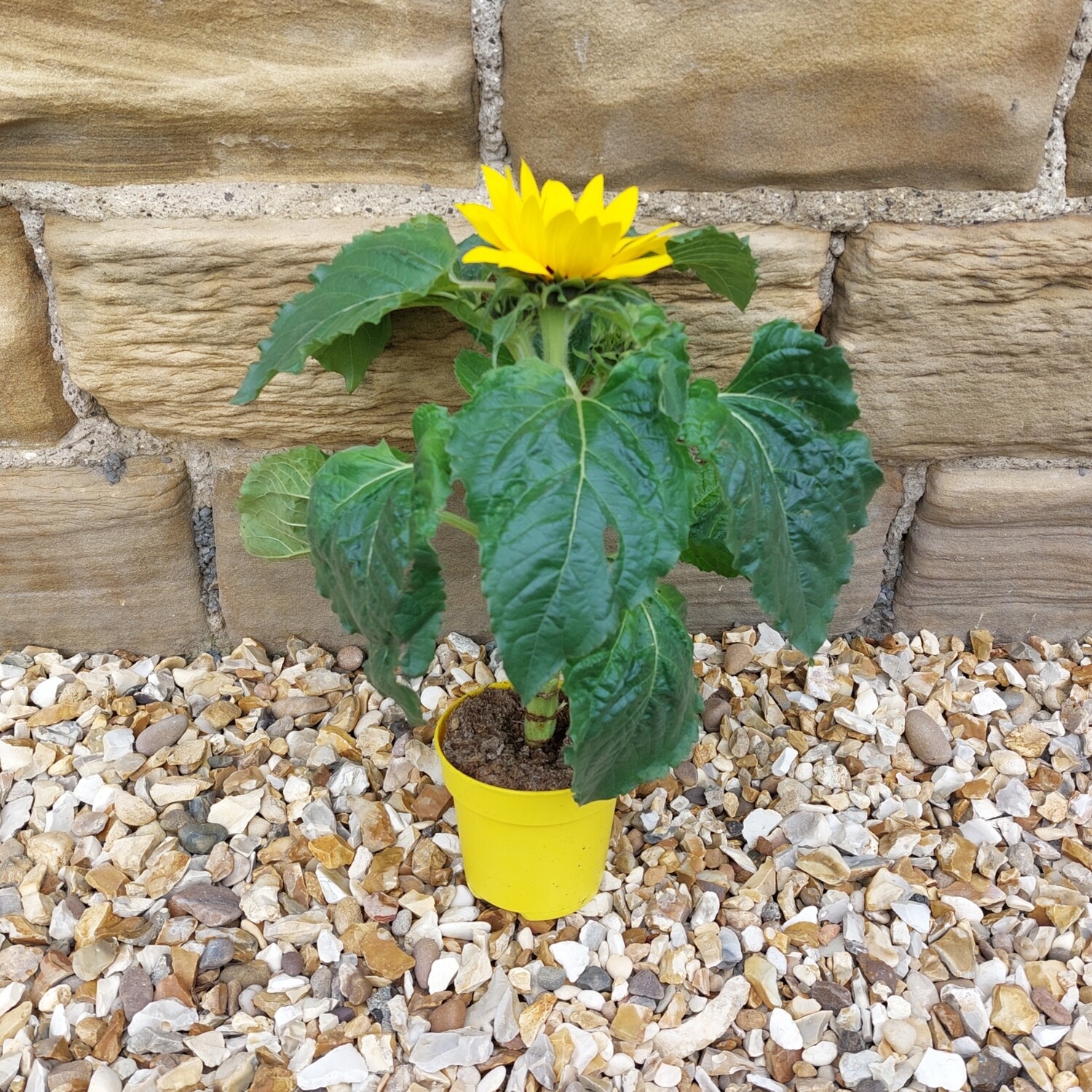 Sunflower dwarf