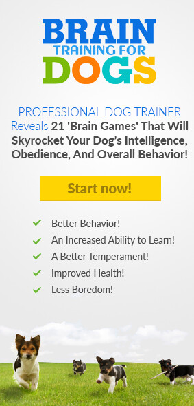 (Pet Care) Professional Dog Training