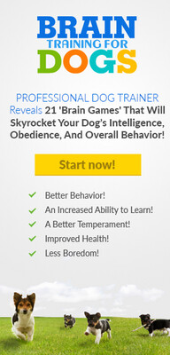 (Pet Care) Professional Dog Training