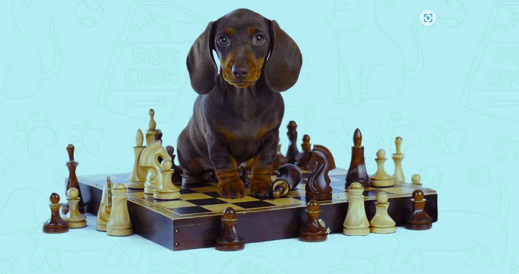 (Pet Care) Professional Dog Training