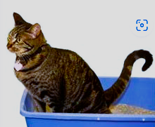 (Pet Care) No More Cat Spraying