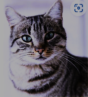 (Pet Care) No More Cat Spraying