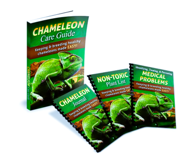 (Pet Care) Caring For Your Chameleon