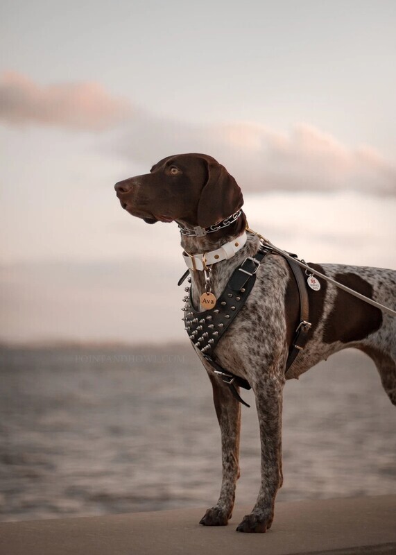 Personalized BioThane® Dog Collar &amp; Leash - Waterproof Dog Collar