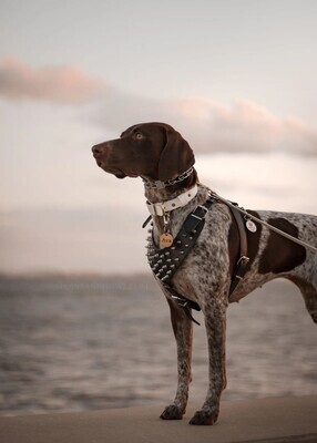 Personalized BioThane® Dog Collar &amp; Leash - Waterproof Dog Collar