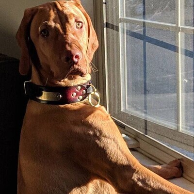 Personalized Brass Rivet Tags - Collar Pet ID Tag