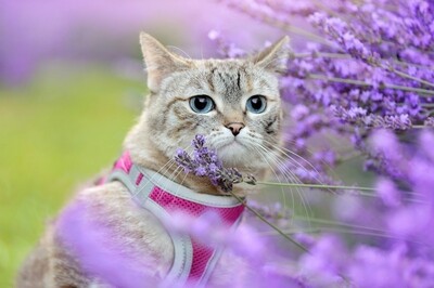 Cat Harness &amp; Leash Sets