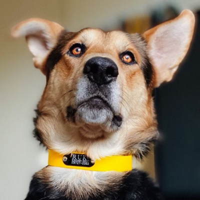 Rivet-On Collar Tags - Personalized Collar Pet ID Tag