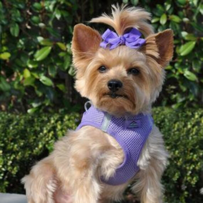 Dog Harnesses