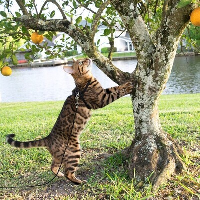 Coastal Poly Cat Tie Out