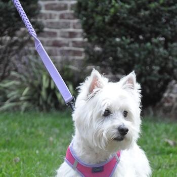 Soft Pull Traffic Dog Leash