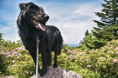 Dog Collections