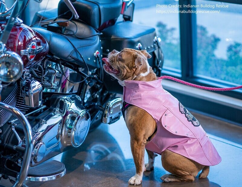 Biker Dawg Motorcycle Dog Jacket, Available in Black or Pink