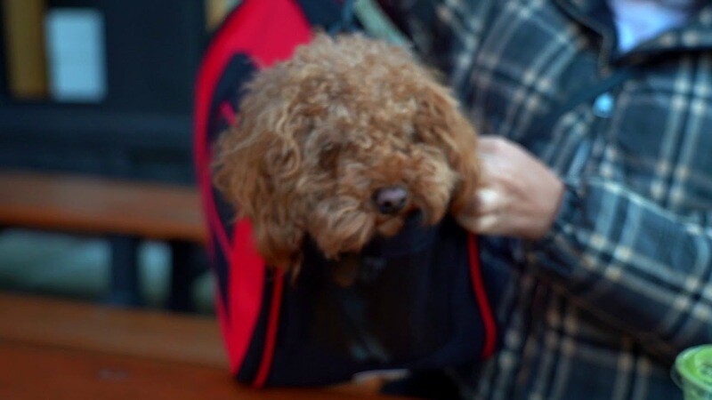 Sporty Mesh Airline Approved Zippered Folding Collapsible Travel Pet Dog Carrier