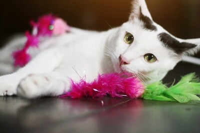 Cat Toys