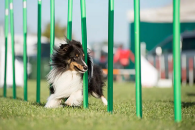 Dog Training