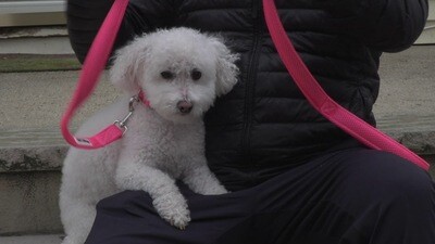 "Aero Mesh" 2-In-1 Breathable and Adjustable Dual-Sided Mesh Dog Leash and Collar