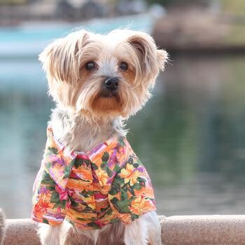 Hawaiian Camp Pet Shirt - Sunset Hibiscus
