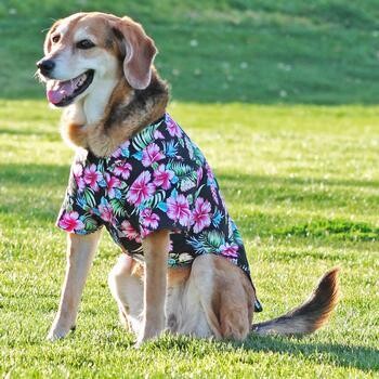 Hawaiian Camp Pet Shirt - Paradise Nights