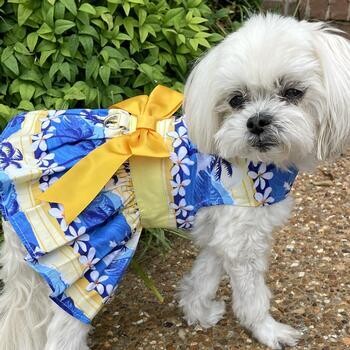 Dog Dress with Matching Leash - Catching Waves