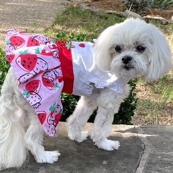 Dog Dress with Matching Leash - Strawberry Picnic