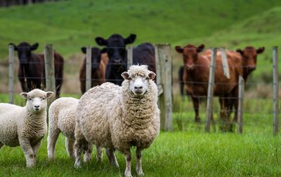 Livestock