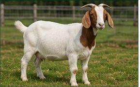 Goat