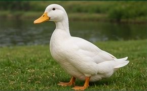 Duck
