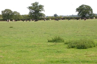Sell My Herd
