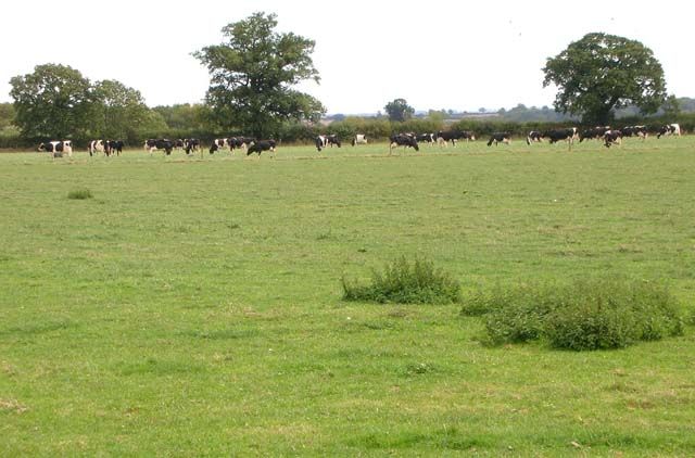 Sell My Herd