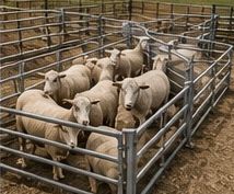 Sheep &amp; Goat Handling