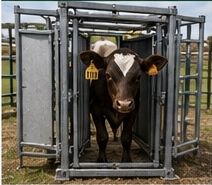 Calf Handling