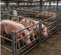 Hog Handling