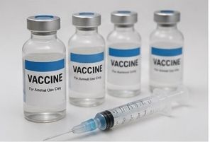 Vaccines