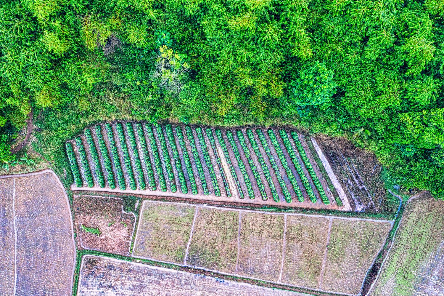 Quarter Acre Residential Food Forest