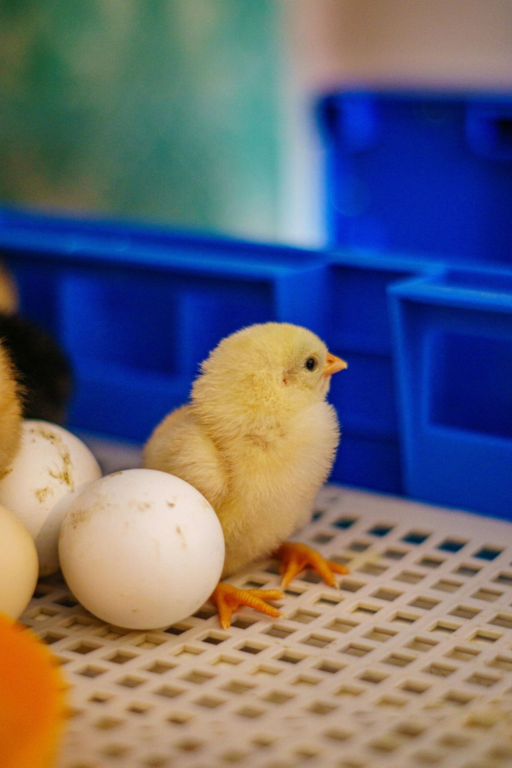 Egg Incubator Healthcare Package