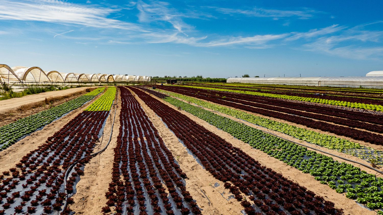 Five Acre Commercial Market Garden