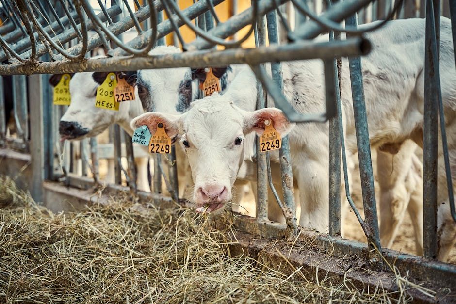 Calving Chains — Farmer Surplus